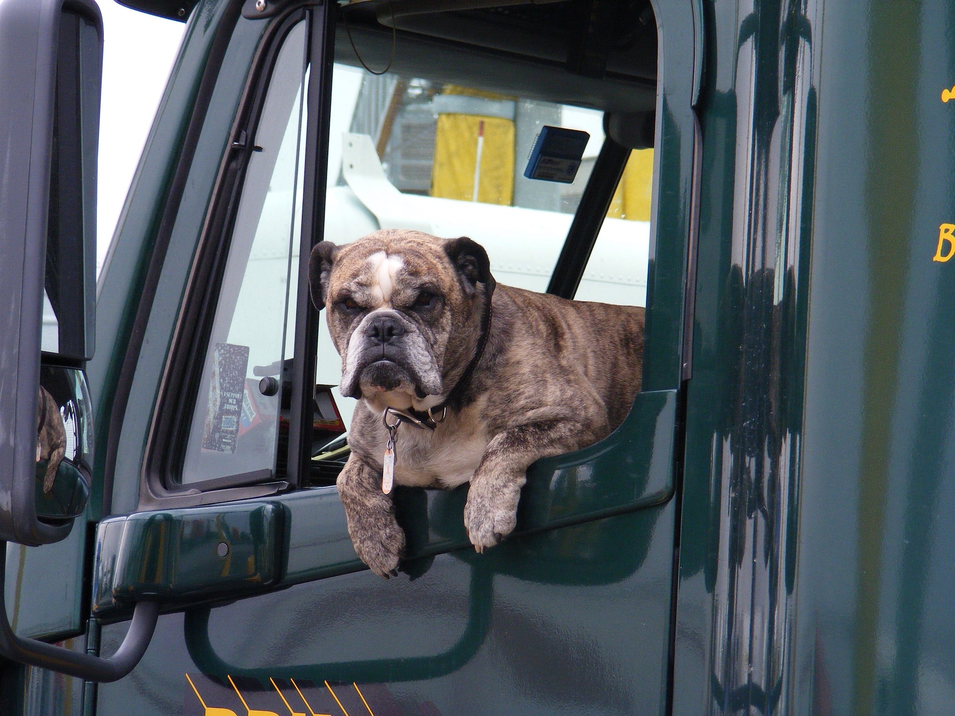 dog in the truck